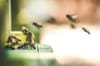 bees flying back to the hive